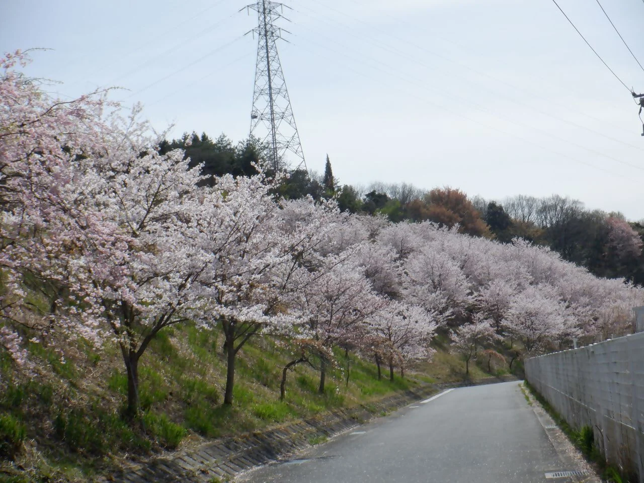 葉山緑地の写真