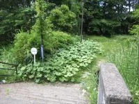 北根黒松緑地の写真