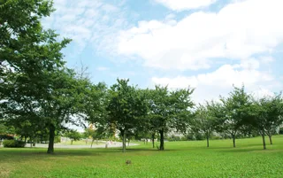 大島小松川公園の写真