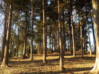 ふれあい公園の写真
