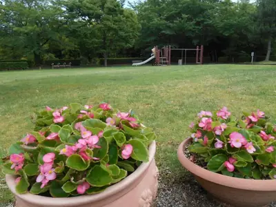 子来町さくら公園の写真