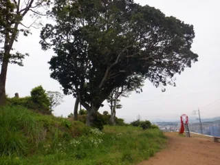 天王森古墳公園の写真