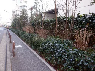 南青山二丁目緑地の写真