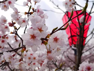 亀居公園の写真