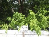 国見南台緑地の写真